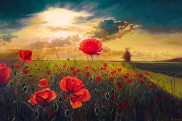 Pictura pe numere – Macii de foc, 40x60cm